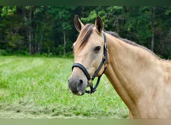 Fox trotter de Missouri, Yegua, 10 años, 142 cm, Buckskin/Bayo