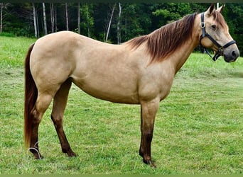 Fox trotter de Missouri, Yegua, 10 años, 142 cm, Buckskin/Bayo