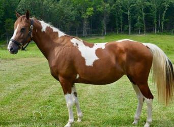 Fox trotter de Missouri, Yegua, 10 años, 152 cm, Alazán rojizo