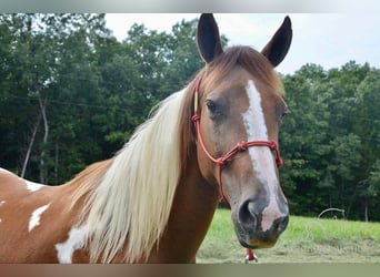 Fox trotter de Missouri, Yegua, 10 años, 152 cm, Alazán rojizo