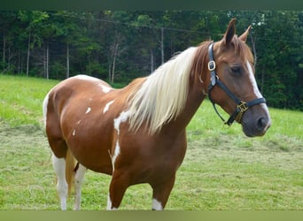 Fox trotter de Missouri, Yegua, 10 años, 152 cm, Alazán rojizo