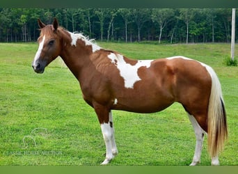 Fox trotter de Missouri, Yegua, 10 años, 152 cm, Alazán rojizo