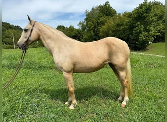 Fox trotter de Missouri, Yegua, 10 años, 152 cm, Palomino