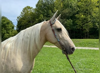 Fox trotter de Missouri, Yegua, 10 años, 152 cm, Palomino