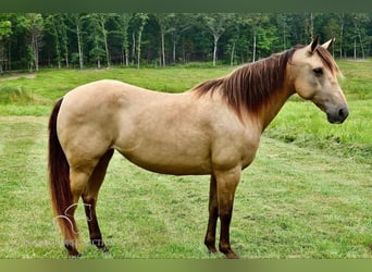 Fox trotter de Missouri, Yegua, 11 años, 142 cm, Buckskin/Bayo