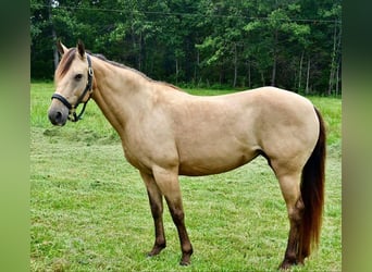 Fox trotter de Missouri, Yegua, 11 años, 142 cm, Buckskin/Bayo