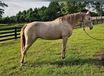 Fox trotter de Missouri, Yegua, 11 años, 142 cm, Champán