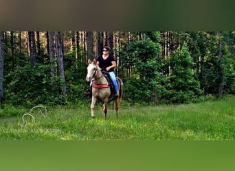 Fox trotter de Missouri, Yegua, 11 años, 142 cm, Champán