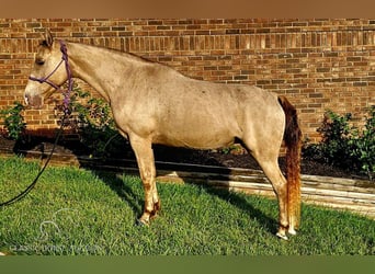 Fox trotter de Missouri, Yegua, 11 años, 142 cm, Champán