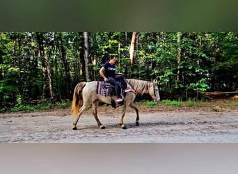 Fox trotter de Missouri, Yegua, 11 años, 142 cm, Champán