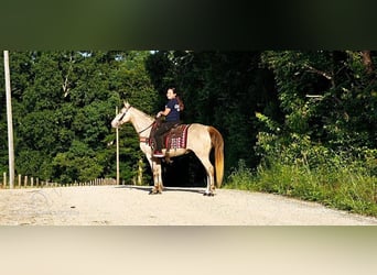 Fox trotter de Missouri, Yegua, 11 años, 142 cm, Champán