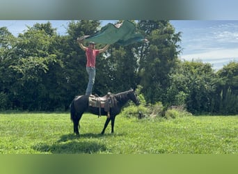 Fox trotter de Missouri, Yegua, 11 años, 142 cm, Negro