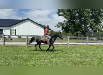 Fox trotter de Missouri, Yegua, 11 años, 142 cm, Negro