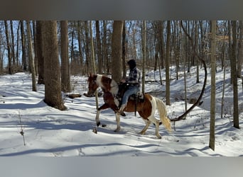 Fox trotter de Missouri, Yegua, 11 años, 142 cm, Ruano alazán