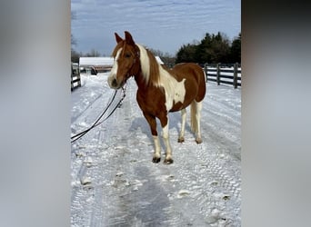 Fox trotter de Missouri, Yegua, 11 años, 142 cm, Ruano alazán