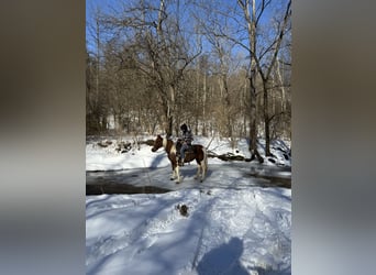 Fox trotter de Missouri, Yegua, 11 años, 142 cm, Ruano alazán