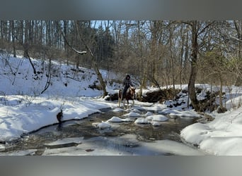 Fox trotter de Missouri, Yegua, 11 años, 142 cm, Ruano alazán