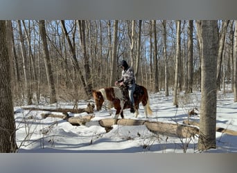 Fox trotter de Missouri, Yegua, 11 años, 142 cm, Ruano alazán