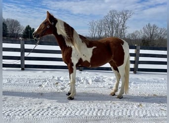 Fox trotter de Missouri, Yegua, 11 años, 142 cm, Ruano alazán