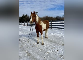 Fox trotter de Missouri, Yegua, 11 años, 142 cm, Ruano alazán