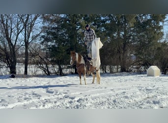 Fox trotter de Missouri, Yegua, 11 años, 142 cm, Ruano alazán