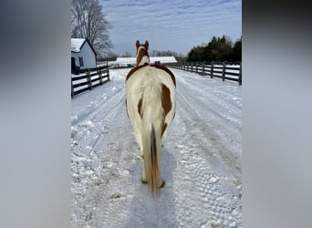 Fox trotter de Missouri, Yegua, 11 años, 142 cm, Ruano alazán