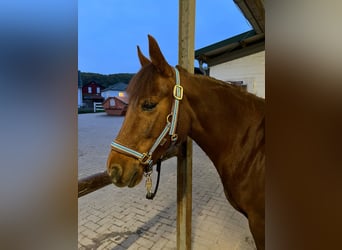 Fox trotter de Missouri, Yegua, 11 años, 145 cm, Alazán-tostado