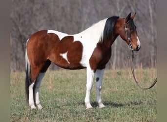 Fox trotter de Missouri, Yegua, 11 años, 147 cm, Tobiano-todas las-capas