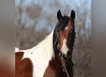 Fox trotter de Missouri, Yegua, 11 años, 147 cm, Tobiano-todas las-capas