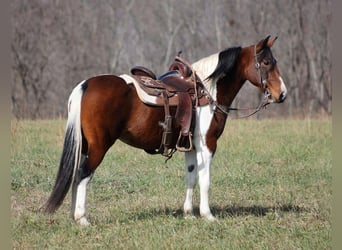 Fox trotter de Missouri, Yegua, 11 años, 147 cm, Tobiano-todas las-capas