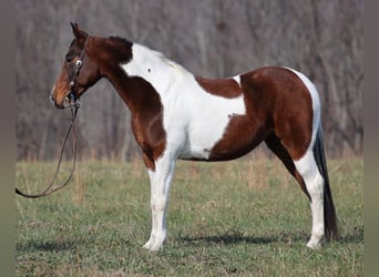 Fox trotter de Missouri, Yegua, 11 años, 147 cm, Tobiano-todas las-capas