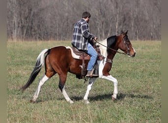 Fox trotter de Missouri, Yegua, 11 años, 147 cm, Tobiano-todas las-capas