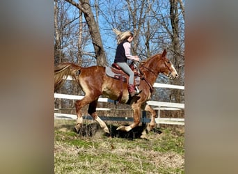 Fox trotter de Missouri, Yegua, 11 años, 152 cm, Alazán rojizo