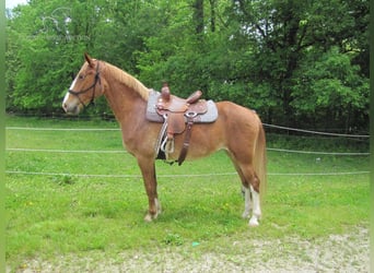 Fox trotter de Missouri, Yegua, 11 años, 152 cm, Alazán rojizo