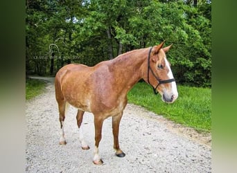 Fox trotter de Missouri, Yegua, 11 años, 152 cm, Alazán rojizo