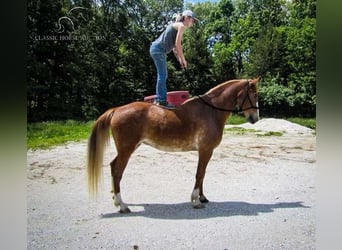 Fox trotter de Missouri, Yegua, 11 años, 152 cm, Alazán rojizo