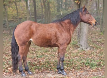 Fox trotter de Missouri, Yegua, 11 años, 152 cm, Castaño