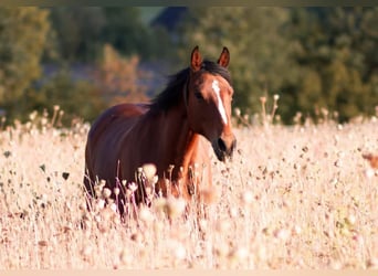 Fox trotter de Missouri, Yegua, 11 años, 152 cm, Castaño