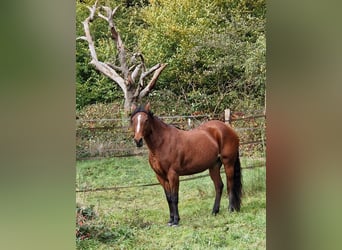 Fox trotter de Missouri, Yegua, 11 años, 152 cm, Castaño