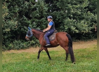 Fox trotter de Missouri, Yegua, 11 años, 152 cm, Castaño