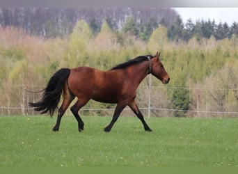 Fox trotter de Missouri, Yegua, 11 años, 152 cm, Castaño