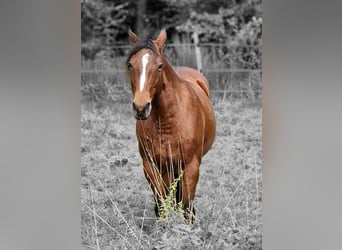 Fox trotter de Missouri, Yegua, 11 años, 152 cm, Castaño