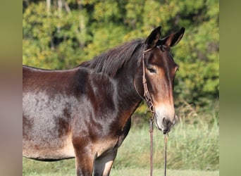 Fox trotter de Missouri, Yegua, 11 años, 152 cm, Castaño rojizo