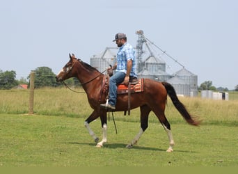 Fox trotter de Missouri, Yegua, 11 años, 155 cm, Castaño rojizo