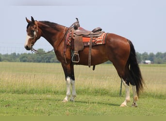 Fox trotter de Missouri, Yegua, 11 años, 155 cm, Castaño rojizo