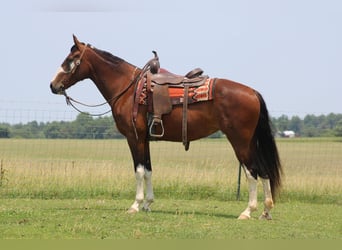 Fox trotter de Missouri, Yegua, 11 años, 155 cm, Castaño rojizo