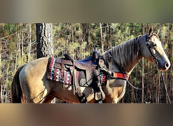 Fox trotter de Missouri, Yegua, 12 años, 142 cm, Champán