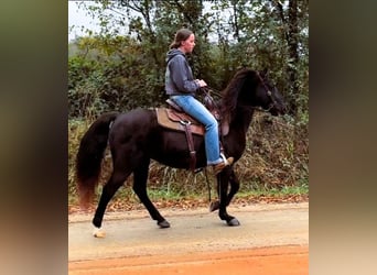 Fox trotter de Missouri, Yegua, 12 años, 142 cm, Negro