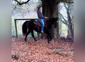 Fox trotter de Missouri, Yegua, 12 años, 142 cm, Negro