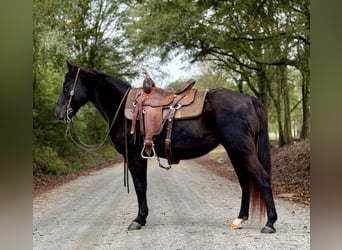 Fox trotter de Missouri, Yegua, 12 años, 142 cm, Negro